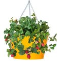 Houston International Trading Houston International Trading 8495E SAFF Enameled Galvanized Hanging Strawberry & Flower Planter; Saffron 8495E SAFF